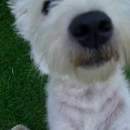West highland white terrier Rolf