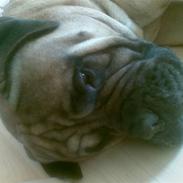 Bullmastiff "Møffe" /Werdoland´s Aron