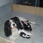 Cavalier king charles spaniel Bimse