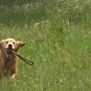 Golden retriever Molly