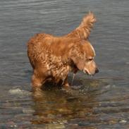 Golden retriever Molly