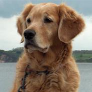 Golden retriever Molly