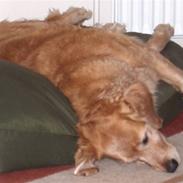 Golden retriever Molly