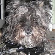 Cairn terrier Trebbien Jasmin (Pippi) - himmelhund fra aug. 2010