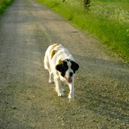 Sankt bernhardshund tuuk