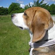 Beagle Tinka * Himmelhund *