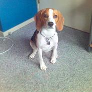 Beagle Tinka * Himmelhund *