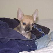 Chihuahua Tyson