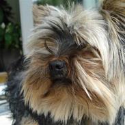 Yorkshire terrier Figini's Buster 