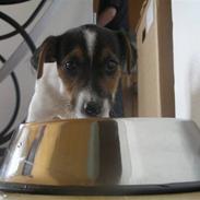 Jack russell terrier Frygtløs