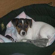 Jack russell terrier Frygtløs
