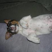 Jack russell terrier Frygtløs