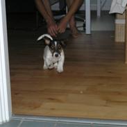 Jack russell terrier Frygtløs