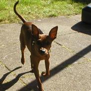 Dvaergpinscher Trut