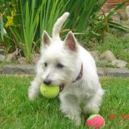 West highland white terrier Bine
