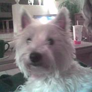 West highland white terrier Bine