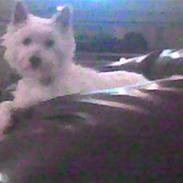 West highland white terrier Bine