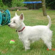 West highland white terrier Bine