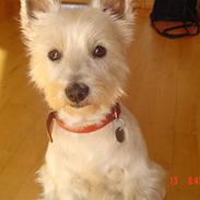 West highland white terrier Bine