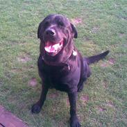 Blanding af racer rotweiler/labrador.