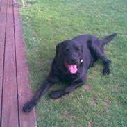 Blanding af racer rotweiler/labrador.
