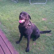 Blanding af racer rotweiler/labrador.