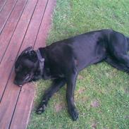Blanding af racer rotweiler/labrador.