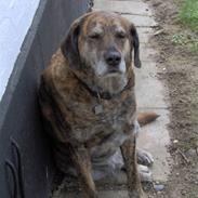 Blanding af racer Paw