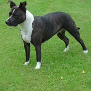 Amerikansk staffordshire terrier akia R.I.P