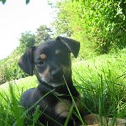 Blanding af racer Cleo