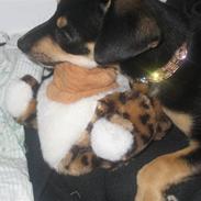 Blanding af racer Cleo