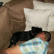 Staffordshire bull terrier holger