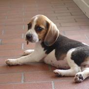 Beagle Hamanns Bertha