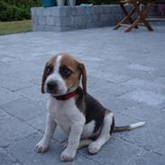 Beagle Hamanns Bertha