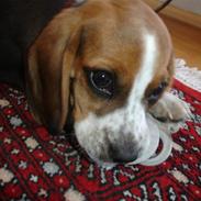 Beagle Hamanns Bertha