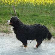 Berner sennenhund Salina