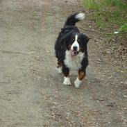 Berner sennenhund Salina