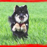 Finsk lapphund ~ Mols Bjerges Zola ~