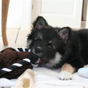 Finsk lapphund ~ Mols Bjerges Zola ~