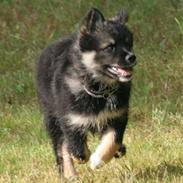 Finsk lapphund ~ Mols Bjerges Zola ~