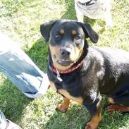 Rottweiler freja