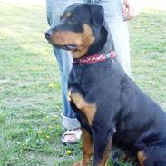 Rottweiler freja