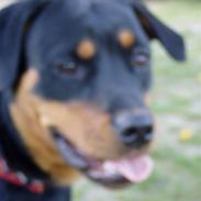 Rottweiler freja