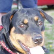 Rottweiler freja