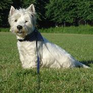 West highland white terrier Turbo (Død: 25/7-08)