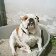 Engelsk bulldog Daisy