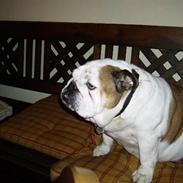 Engelsk bulldog Daisy