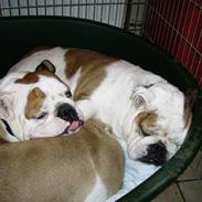 Engelsk bulldog Daisy