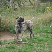 Boerboel Anasha Nynne DØD :(