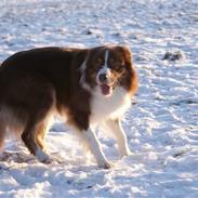 Border collie Jumper